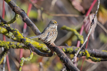 Golden-crowned Sparrow perched on a branch