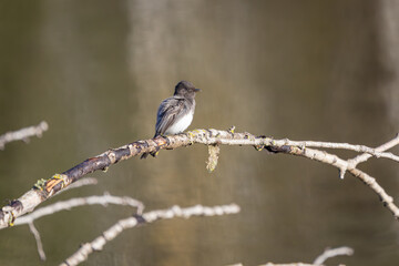 Black Phoebe perched on a tree branch