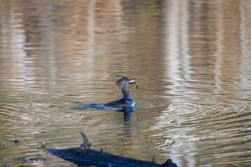 Hooded Merganser eating a fish at Whitaker Pond Nature Park in Portland Oregon