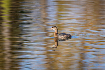 Pied-billed Grebe swimming in Whitaker Pond Nature Park in Portland Oregon