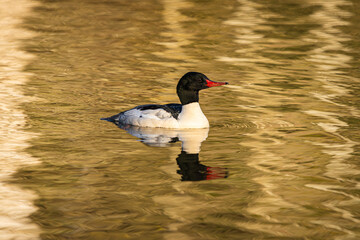 Ring-necked duck swimming at Whitaker Ponds nature park with nice reflections