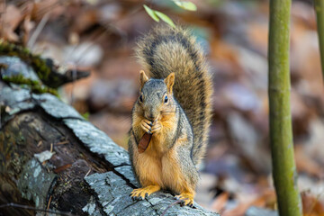 Squirrel eating a seed