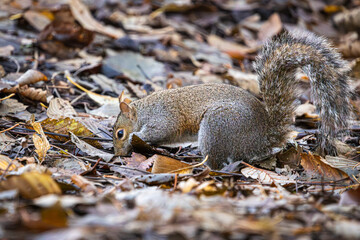 Squirrel searching for food in fall foliage