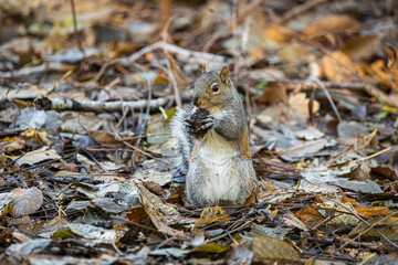 squirrel eating nut