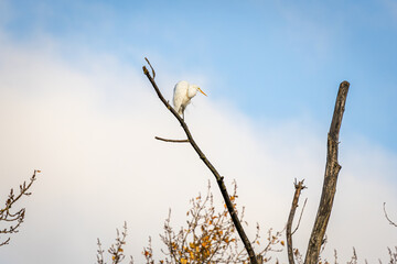 Plumed Egret at Whitaker Ponds Nature Park in Portland Oregon