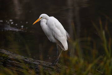 Plumed Egret at Whitaker Ponds Nature Park in Portland Oregon