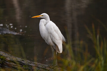 Plumed Egret at Whitaker Ponds Nature Park in Portland Oregon
