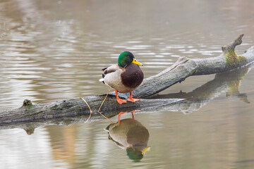 Male Mallard duck on a log at Whitaker Ponds Nature Park in Portland Oregon 