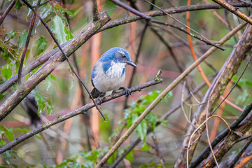 California Scrub-Jay perched in a tree