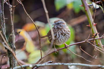 Golden-crowned Sparrow perched on a tree branch