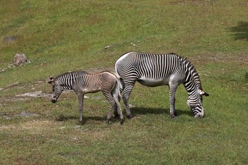 お尻を合わせて立つシマウマの親子