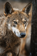 Fototapeta premium Eurasian Wolf (Canis lupus lupus) beautiful animal in the forest