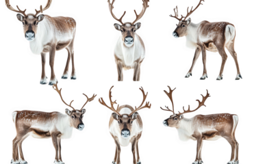 collection of reindeer displayed from various angles. showcasing their distinct antlers and fur patterns against a white background this arrangement highlights the anatomical features of reindeer. mak