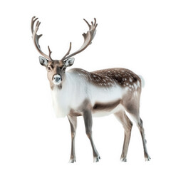 majestic reindeer standing against a bright white background. showcasing its impressive antlers and distinctive fur patterns the animal appears calm and poised. embodying the beauty of wildlife in a s