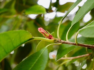 Young red shoot on a branch of the Japanese photinia (Photinia glabra) during winter. France