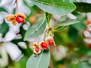 Fruits and seeds of the short-leaved pittosporum (Pittosporum truncatum), an evergreen ornamental shrub or small tree native to Australia and Tasmania. France