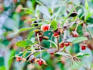 Fototapeta premium Fruits and seeds of the short-leaved pittosporum (Pittosporum truncatum), an evergreen ornamental shrub or small tree native to Australia and Tasmania. France