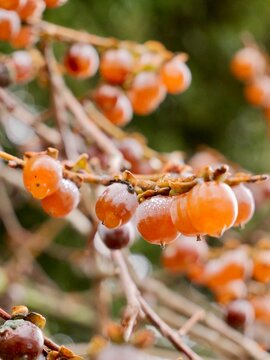 Fruits of the Caucasian persimmon (Diospyros lotus), date-plum, or lilac persimmon in winter; wild variety with very small fruits. France