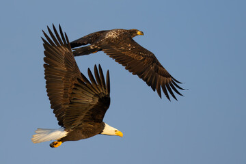 Impressive Adult Bald Eagle in Flight