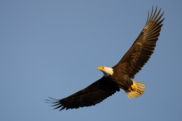 Impressive Adult Bald Eagle in Flight