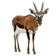 Fototapeta premium a striking antelope with a sleek. slender body and distinctive twisted horns its fur features a mix of brown. white. and black patterns. showcasing its natural beauty and elegance the clean white back