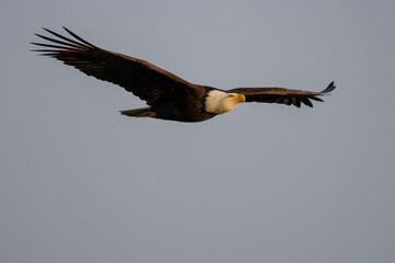 Impressive Adult Bald Eagle in Flight