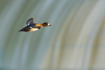 Portrait of Female Scaup Diving Duck in Flight