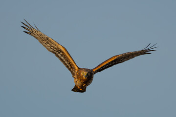 Beautiful Female Northern Harrier Hunts on a Sunny Winter Day
