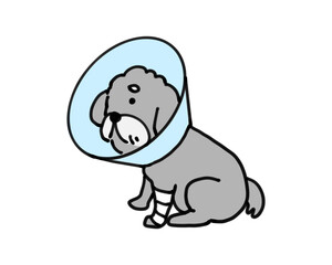 カラーと包帯をつけた犬