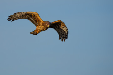 Beautiful Female Northern Harrier Hunts on a Sunny Winter Day