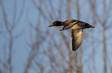 Portrait of Male Scaup Diving Duck in Flight