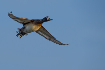 Portrait of Female Scaup Diving Duck in Flight