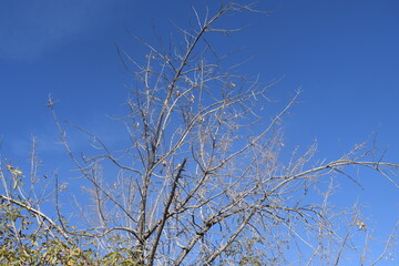 Branches
