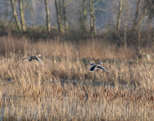 Mallard Ducks With Cupped Wings Landing in a Natural Setting