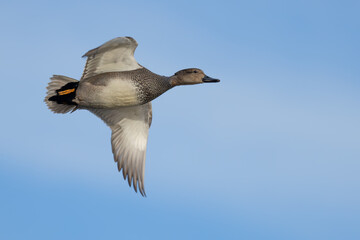 Male Gadwall Duck Makes a Close Pass at the Blind