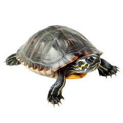 Obraz premium close-up of a turtle with a distinctive shell pattern and vibrant coloration. showcasing its unique features and textures the turtle is positioned on a plain background. allowing for clear visibility