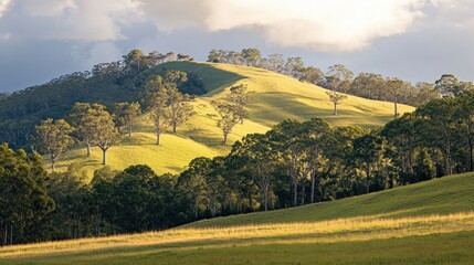 Obraz premium A gentle hillside covered in green trees, glowing under the soft light of morning.