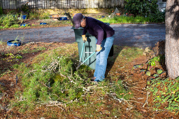 Middle aged woman with loppers, long handle clippers, and leather work gloves cutting pine tree...