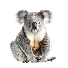 cute koala sitting in a relaxed pose. showcasing its distinctive gray fur. large ears. and characteristic facial features against a plain white background this composition emphasizes the animal's char
