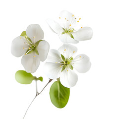 Fototapeta premium Elegant White Flower Surrounded by Lush Green Leaves Set Against a Deep Black Background Creating a Striking Contrast and Captivating Visual Appeal