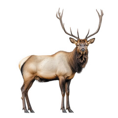 Fototapeta premium majestic elk standing against a white background. showcasing its impressive antlers and muscular physique this depiction highlights the beauty and strength of wildlife. often used in educational mater