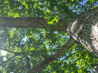 Looking Up Through a Tree Canopy with Sunlight Filtering Through Leaves