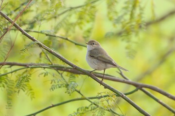 robin on a branch