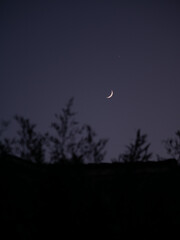 The moon in the twilight sky. Tree branches sway in the foreground. Pula, Croatia - January 3, 2025