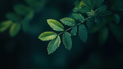 Fototapeta premium Small natural leaf close up