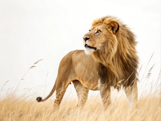 Obraz premium Majestic Lion in Golden Grassland Side Profile Composition, Wildlife Photography, African Safari Concept African wildlife, Lion photography