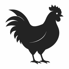 chicken, rooster isolated on white