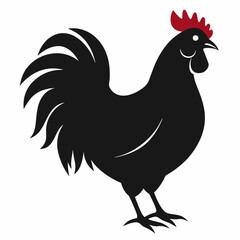 chicken, rooster isolated on white