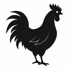 chicken, rooster isolated on white
