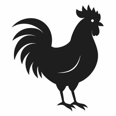 chicken, rooster isolated on white